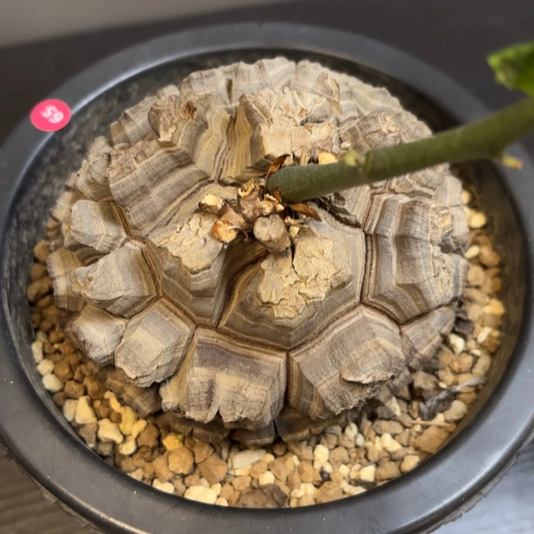 3号龟甲龙带盆包邮
