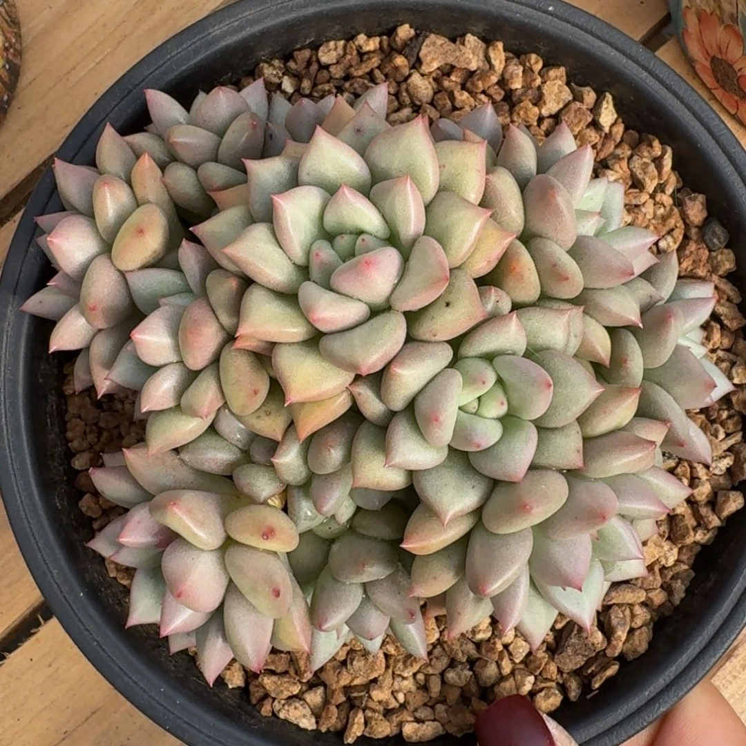 无花朵黄金象牙一物一拍