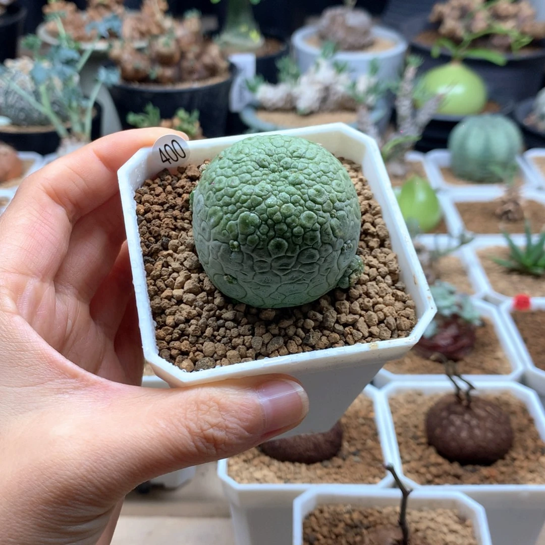 凝蹄玉实生带盆400
