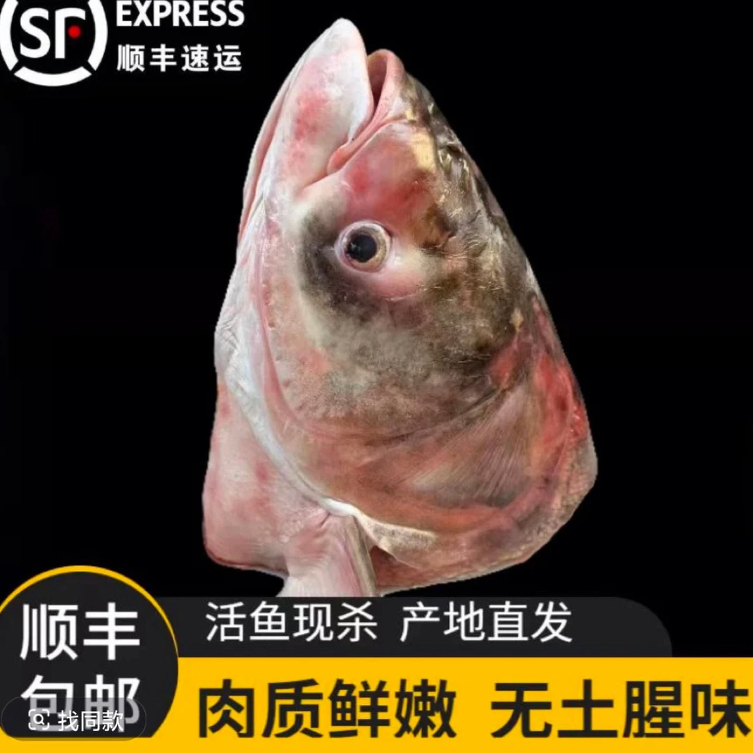 东北胖头花鲢大鱼头6-7斤(顺丰冷链速冻包邮)