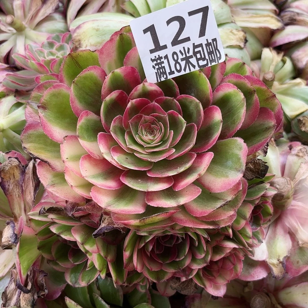 127海神无根福利发货