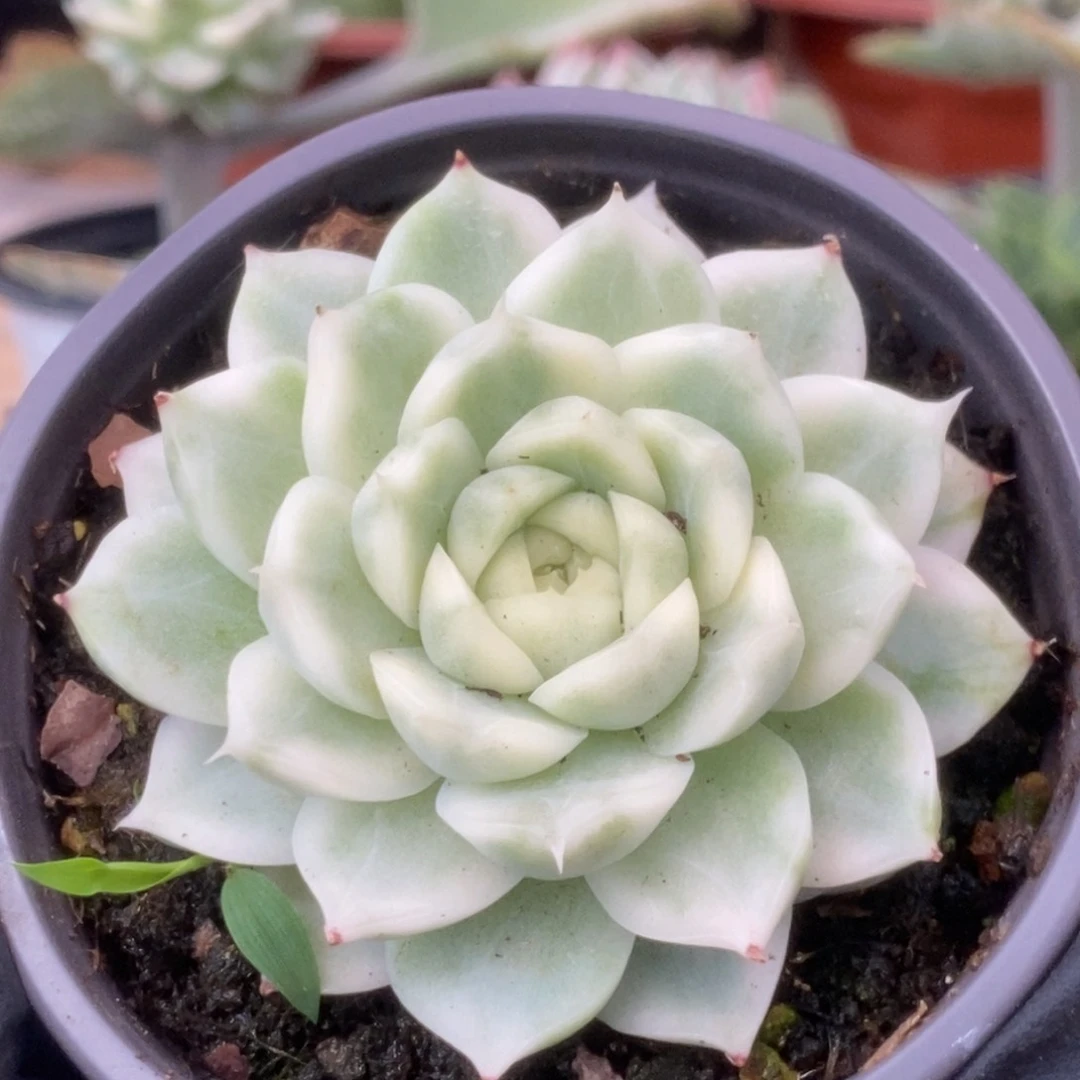 605白瓷麦杆锦锦锦锦锦锦锦