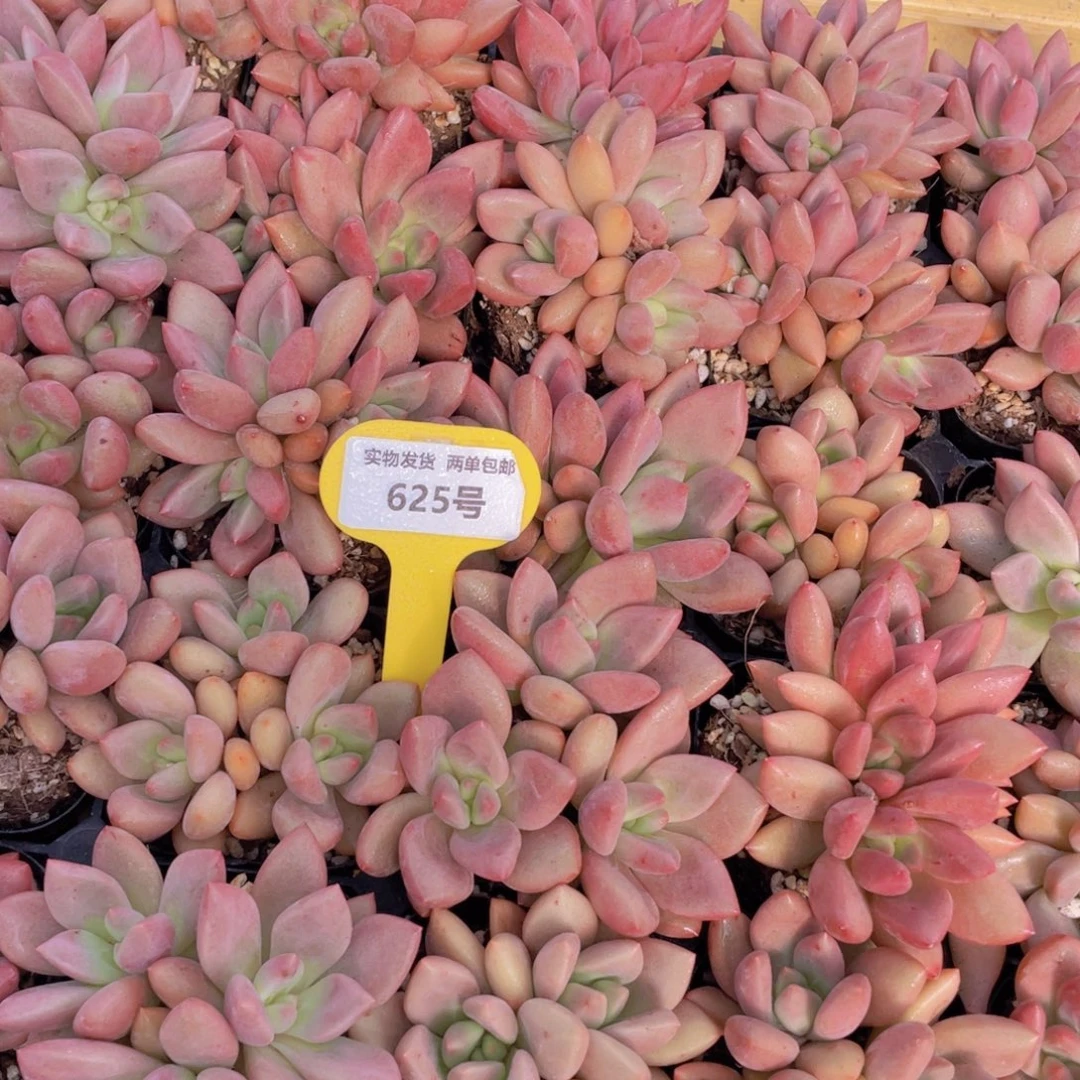 625号 桃花源群生一个