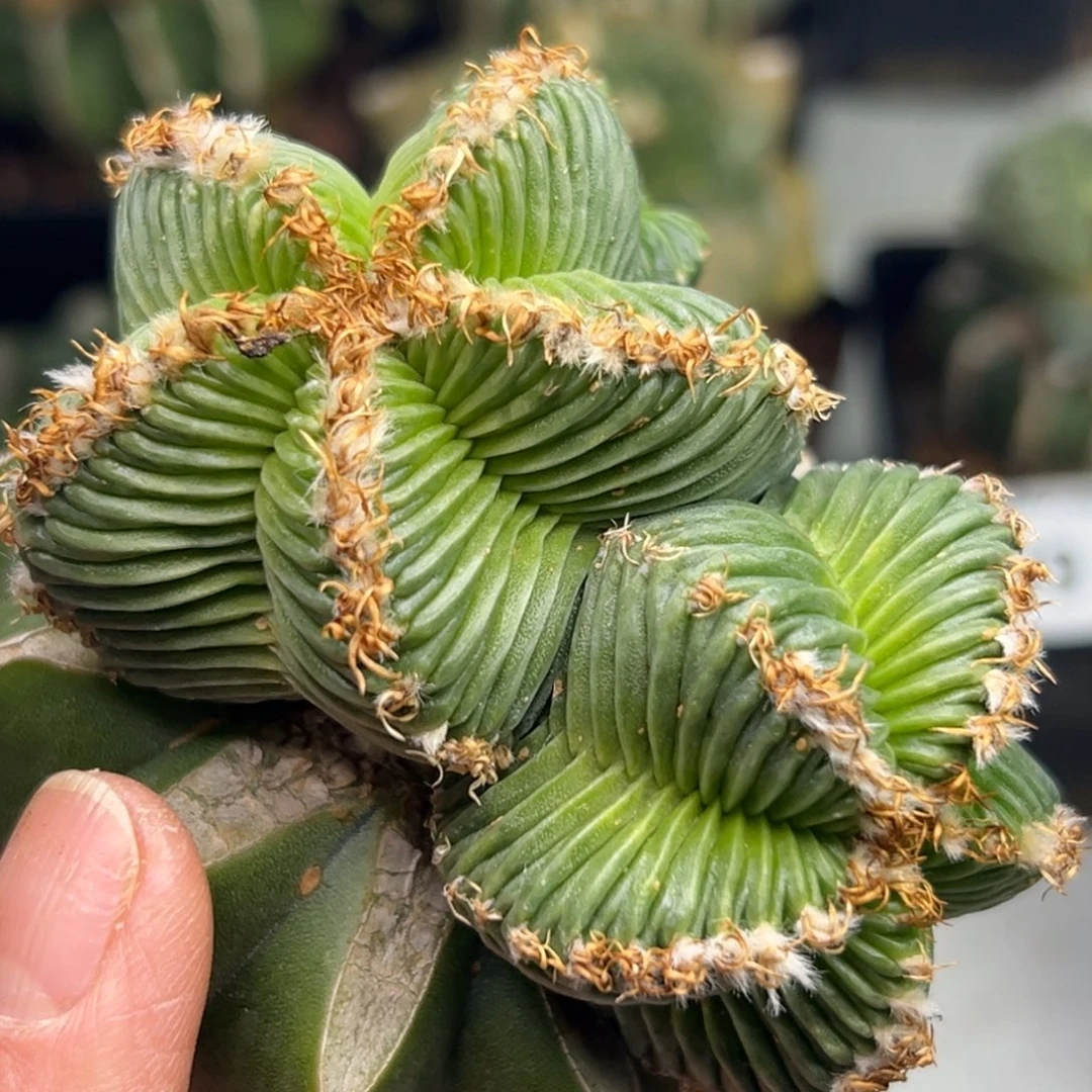 597 一代 仙人球的世界里