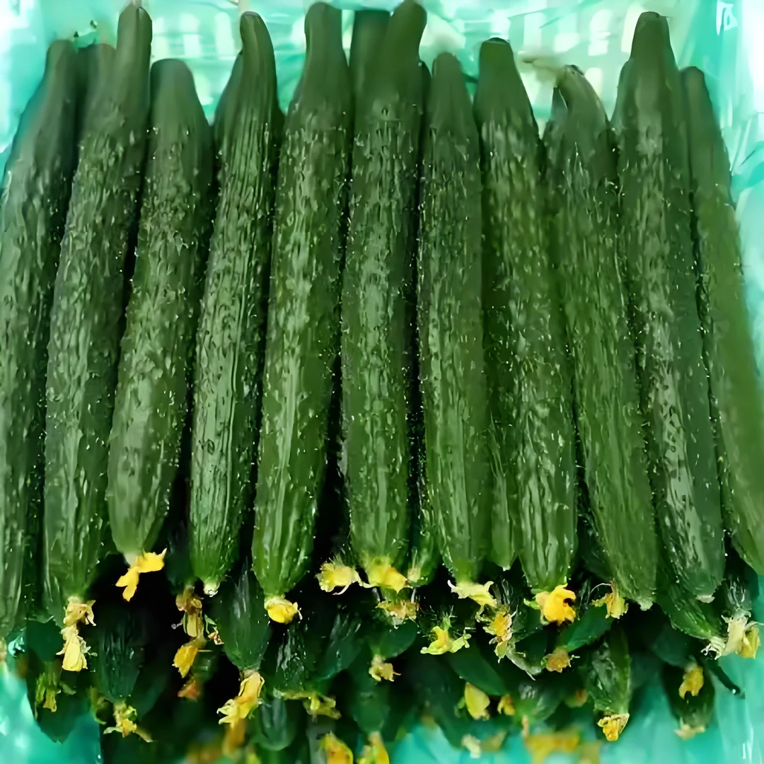 【精品】山东寿光精品黄瓜绿肉 500g黄瓜同城送黄瓜同城配
