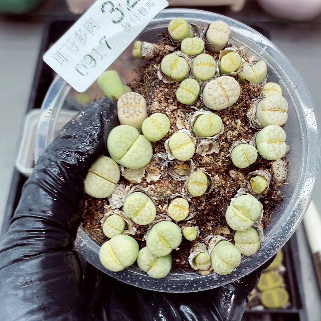 生石花18包邮0917-32