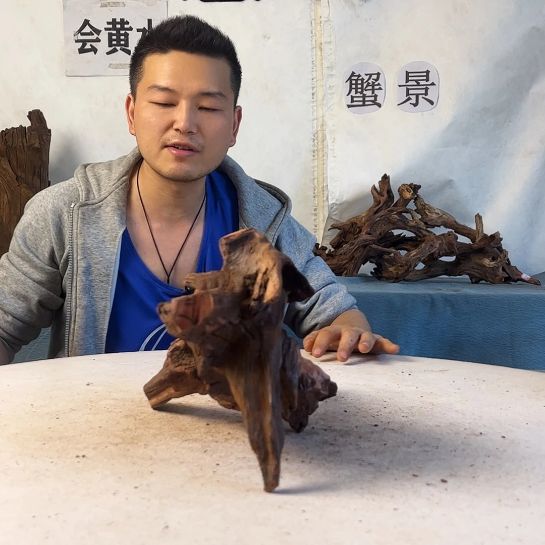 沉木造景爬宠造景