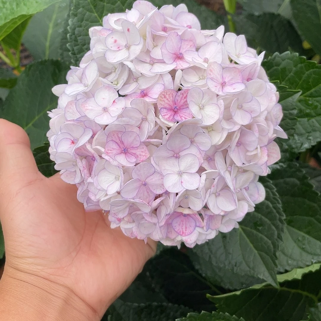 绣球切花一物一拍3枝起包邮，20