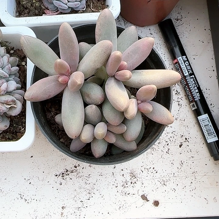 青蛙王子儿童牙膏111