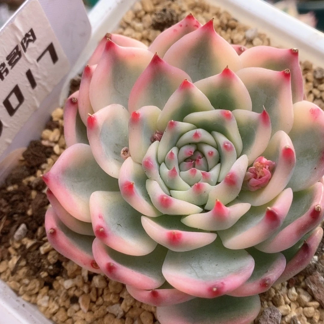 017锦锦锦锦锦锦锦