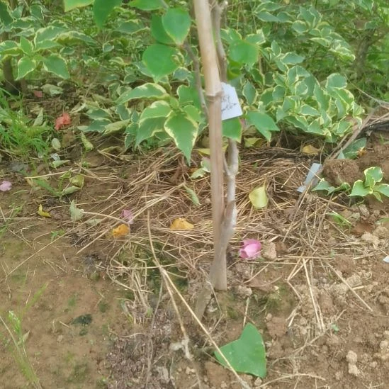 当前无花栽培后可以开花三角梅