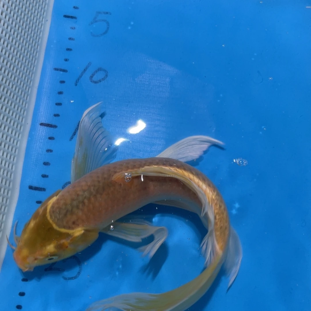 锦鲤锦鲤包邮包售后