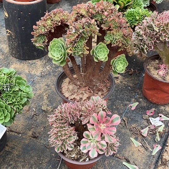 玫瑰缀化粉女巫有伤呀