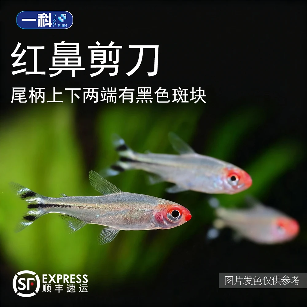 红鼻灯科鱼小型热带观赏鱼适合草缸饲养活体淡水鱼