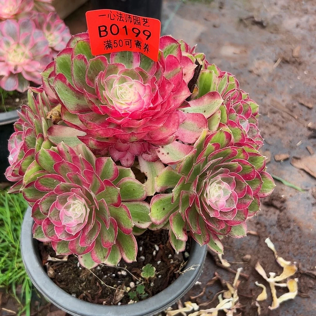 0199多肉植物孔雀翎