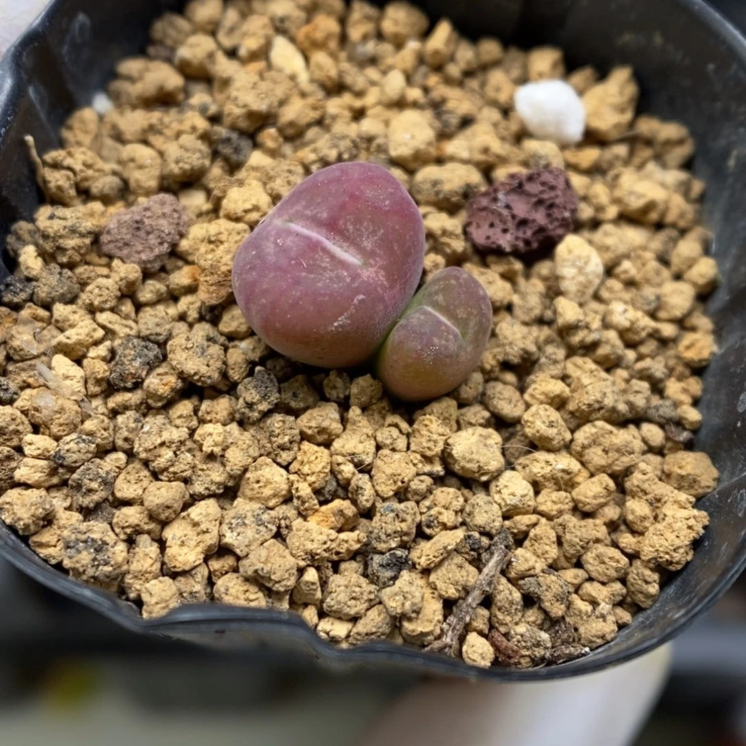 多肉植物肉锥杂交K-5139 甜甜圈杂