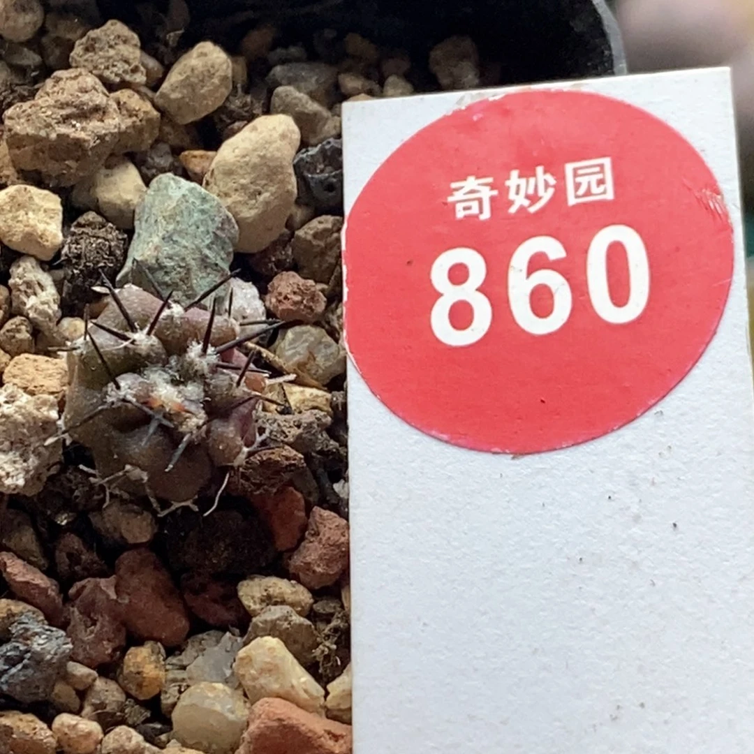 实生黑王丸1.1cm