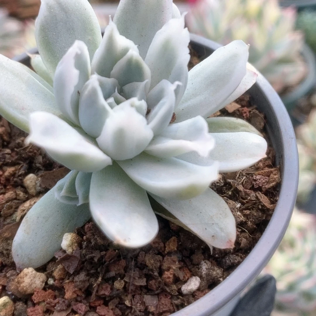 用****6140辛普森锦锦锦锦锦