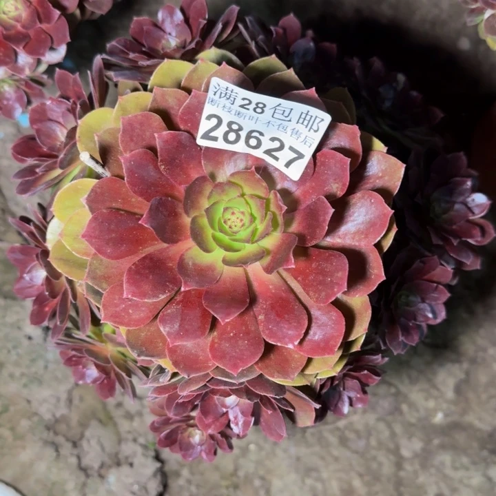 28627南美人多肉植物