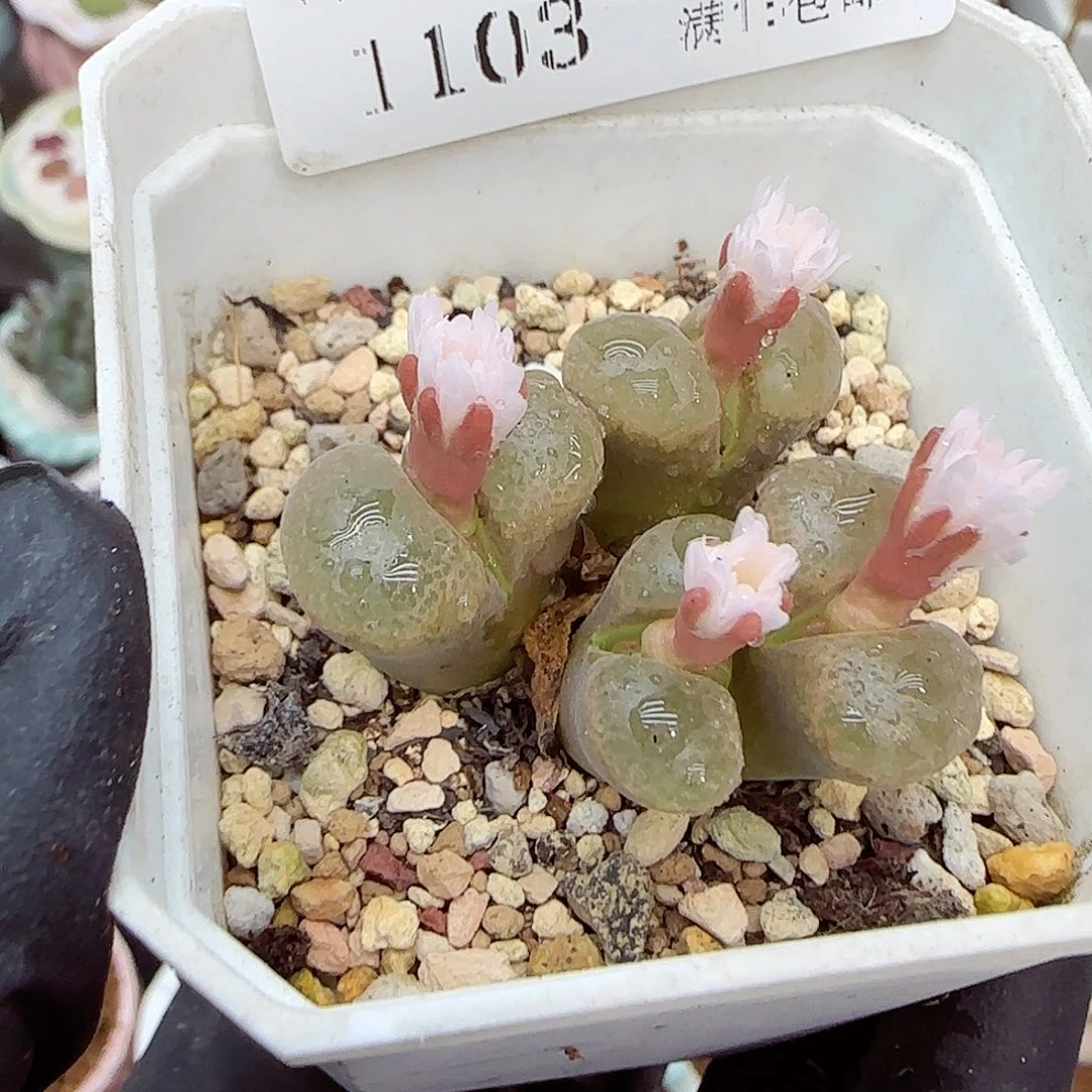 生石花满18包邮1103-30