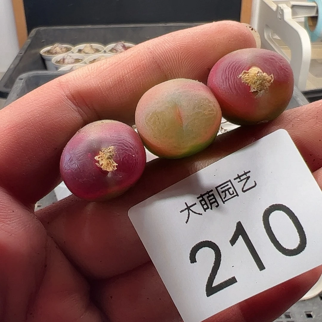 一物一拍。      210