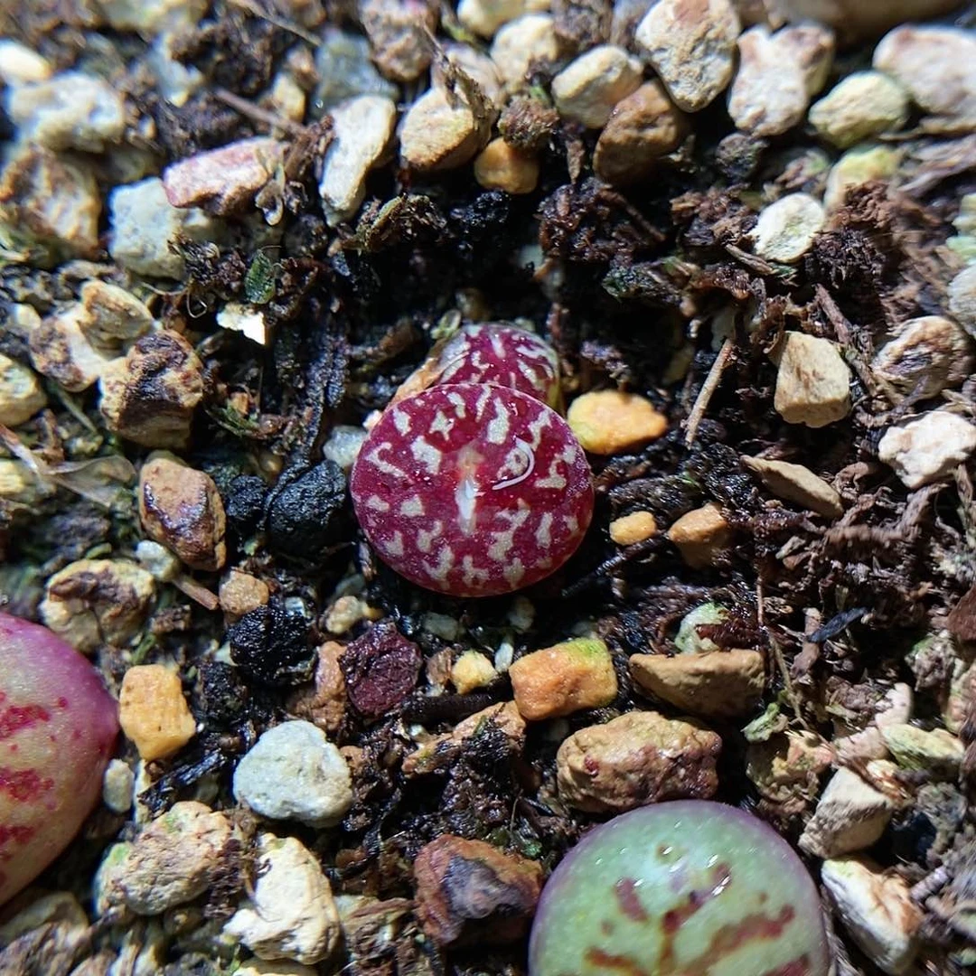 八重墨一颗双头包邮