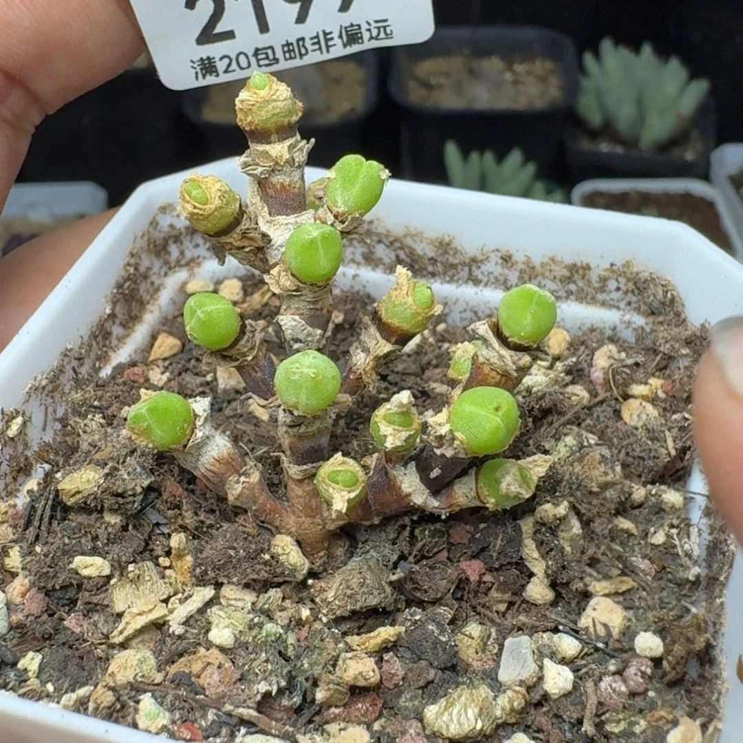 短耳兔带盆土。