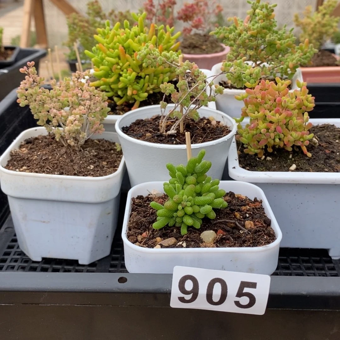 枝干番杏多肉植物905