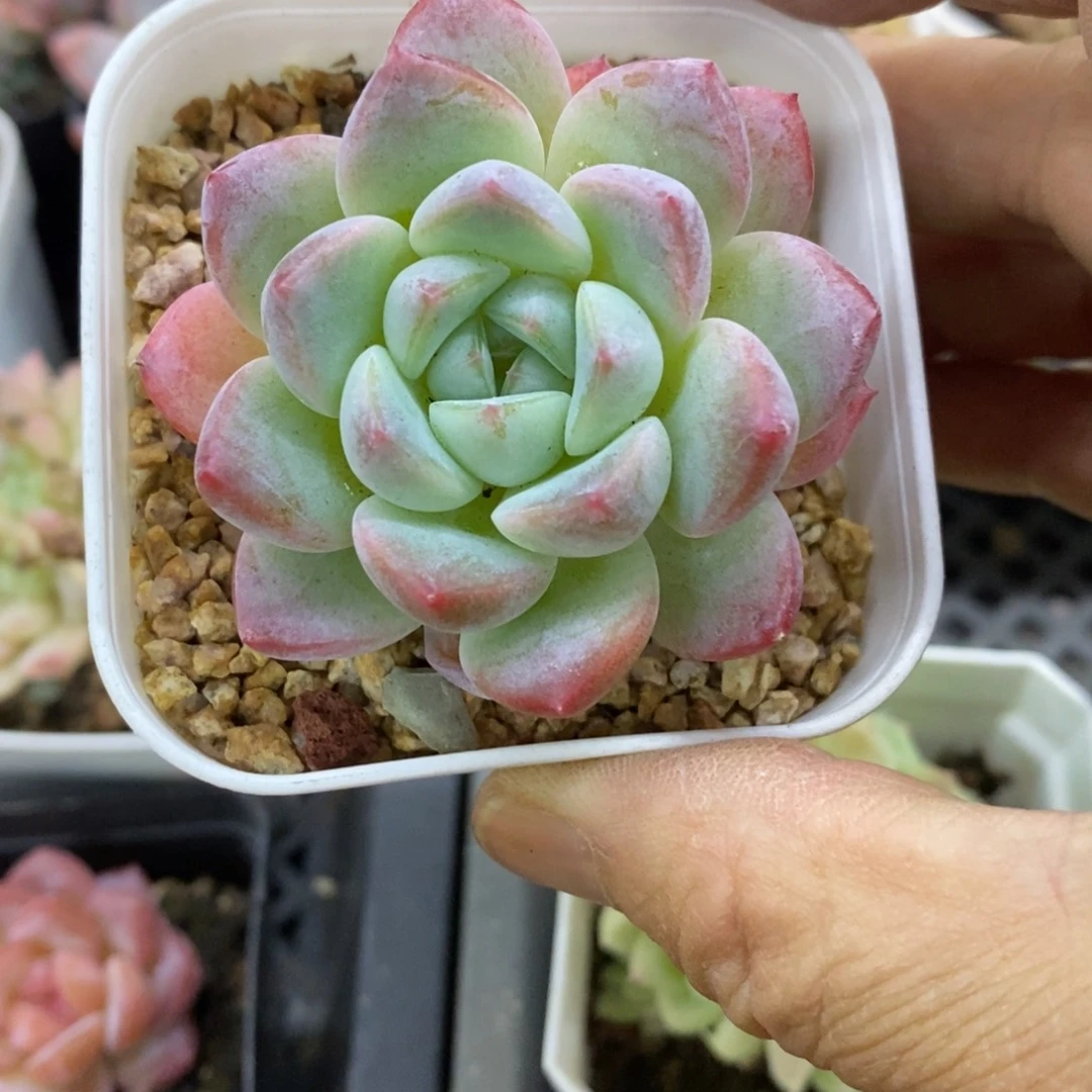 精品多肉一物一拍不包整102