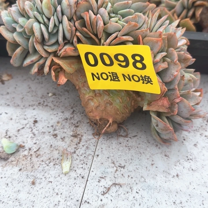 98号粗腿血凤缀化