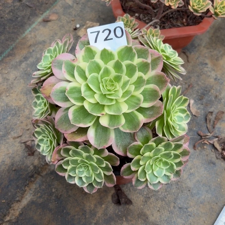 海王多肉植物不包损720