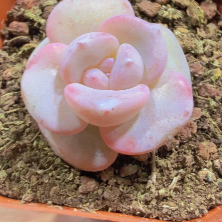 韩版奶茶王炸一颗