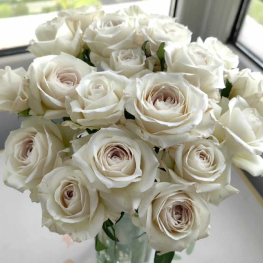 成媛【银色衬裙】3➕根接灰紫色调大花耐热抗病庭院阳台花卉