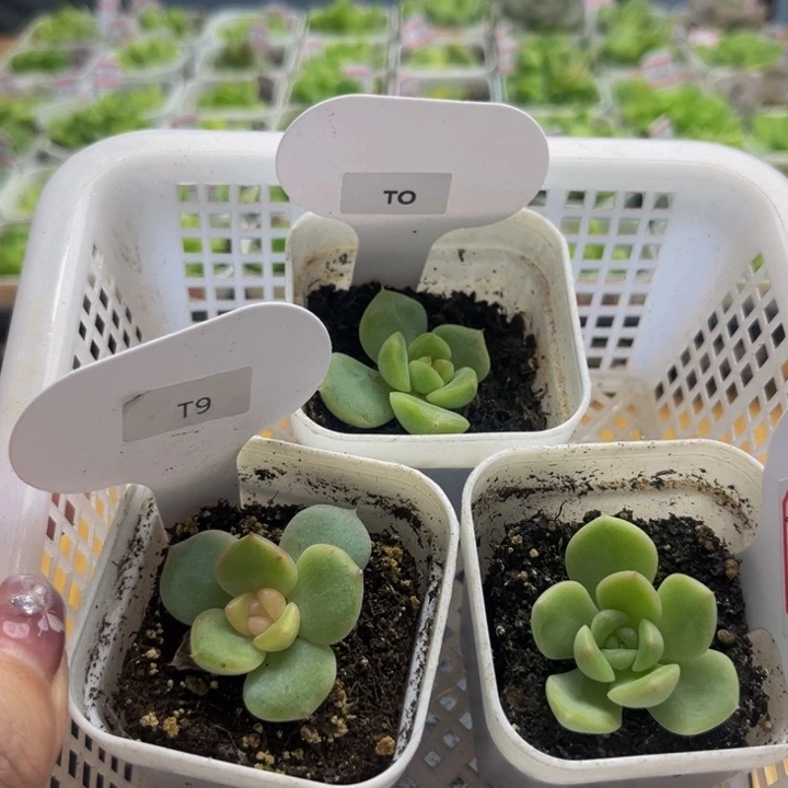 草莓布丁，T0 ，T9