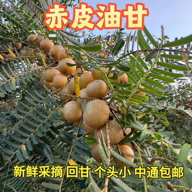 2025潮汕金灶赤皮油甘果新鲜采摘小个煲汤榨汁酥脆回甘好煲汤榨汁