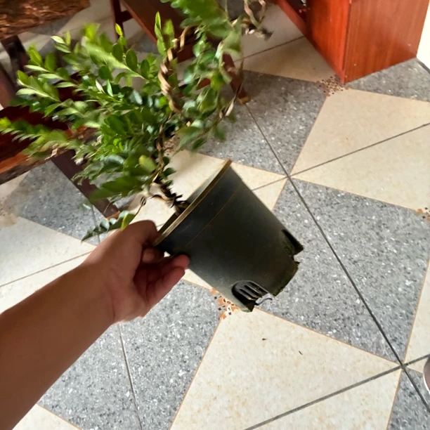 清棚货/便宜处理造型小叶紫檀/喜水喜光/开花结果