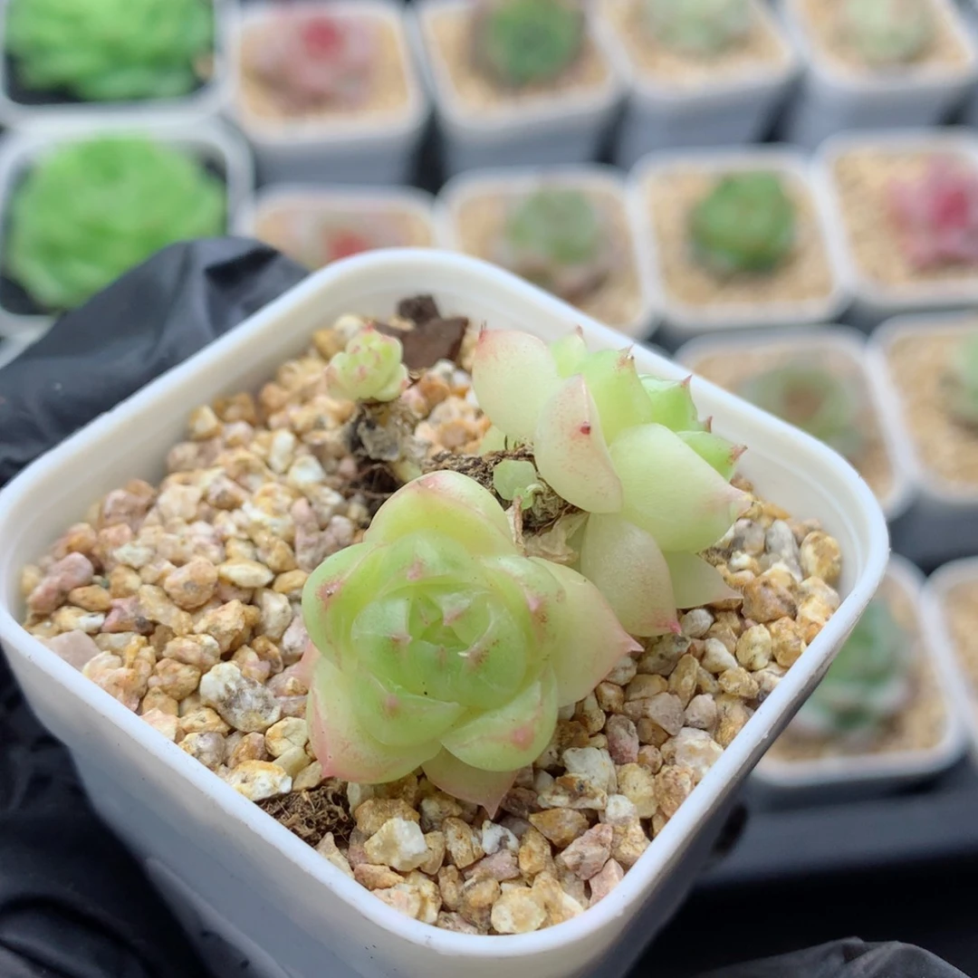 58包邮  群生不包整麦秆24