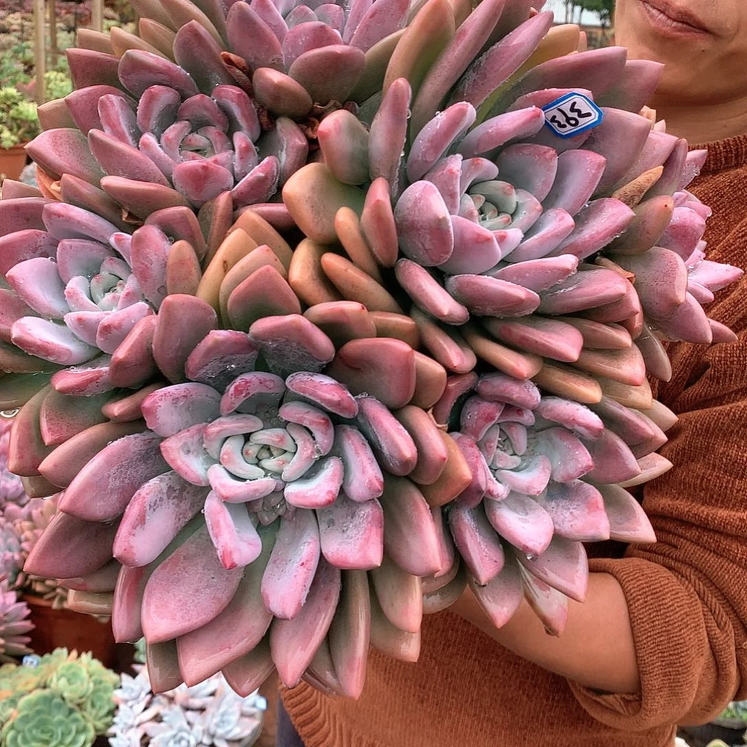 393奥普一物一拍多肉