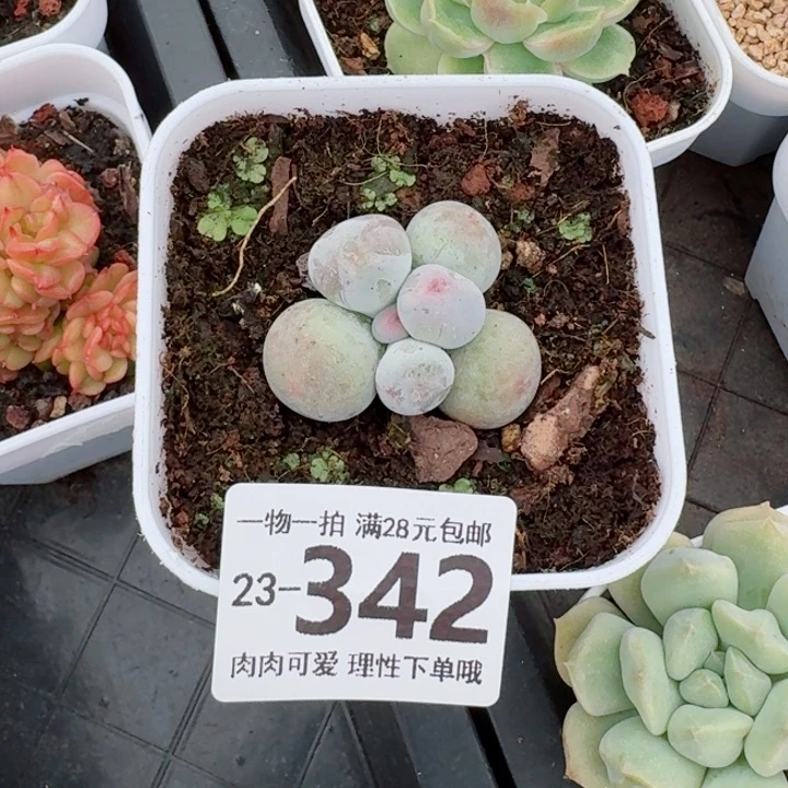 米可奶多肉无盆土发货无盆土发货无