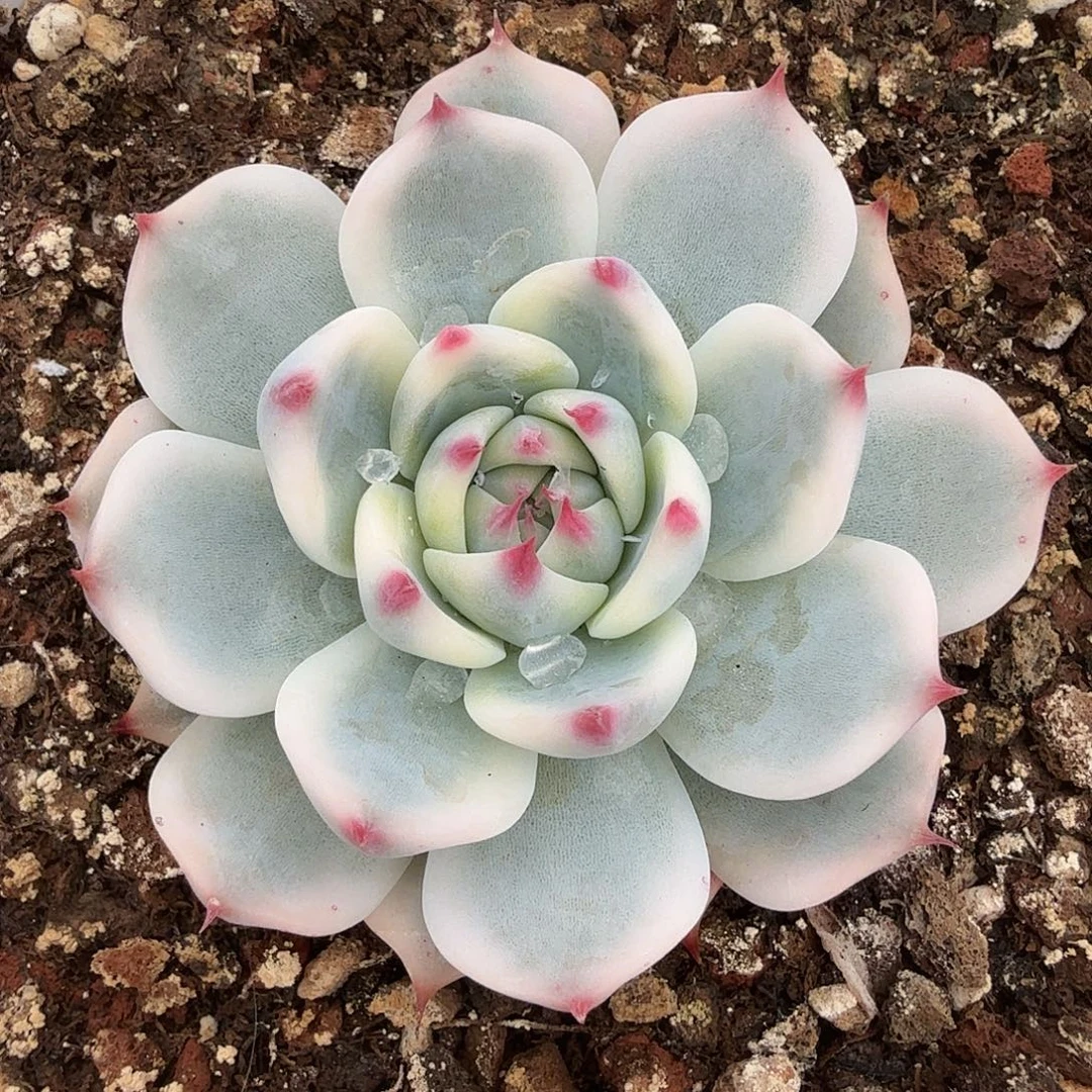 吉娃娃锦，多肉植物