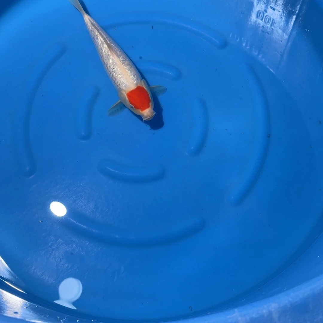 锦鲤桃太郎银鳞newtype