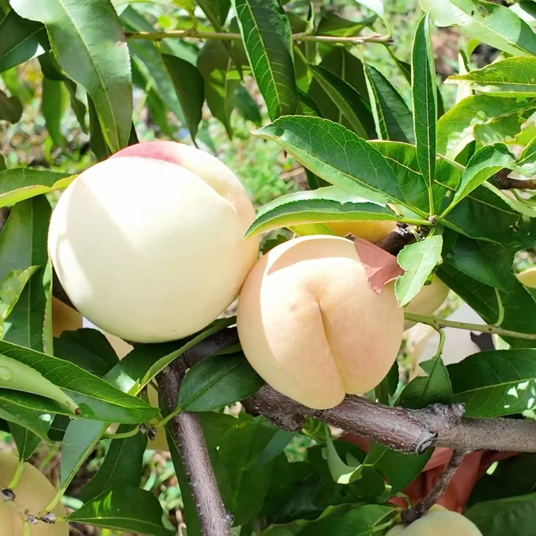 重庆奉节冬桃现摘现发应季新鲜清香脆甜多汁全国包邮