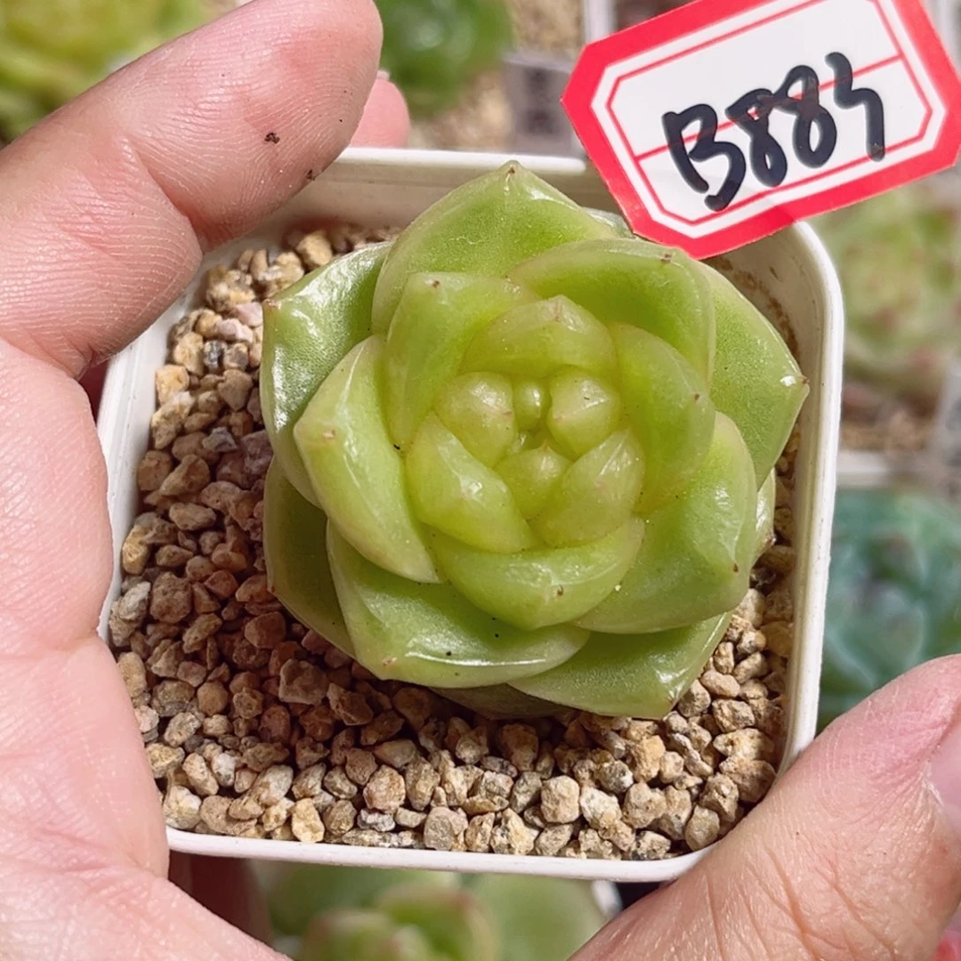 呜***呼B883 一物一拍 柠檬芭菲