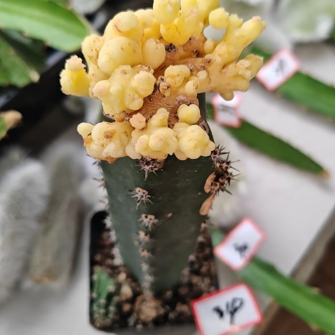 短毛丸锦球石化秀普嫁接34福