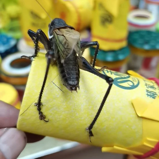 侠***哥郝建伟大包蝈蝈精品