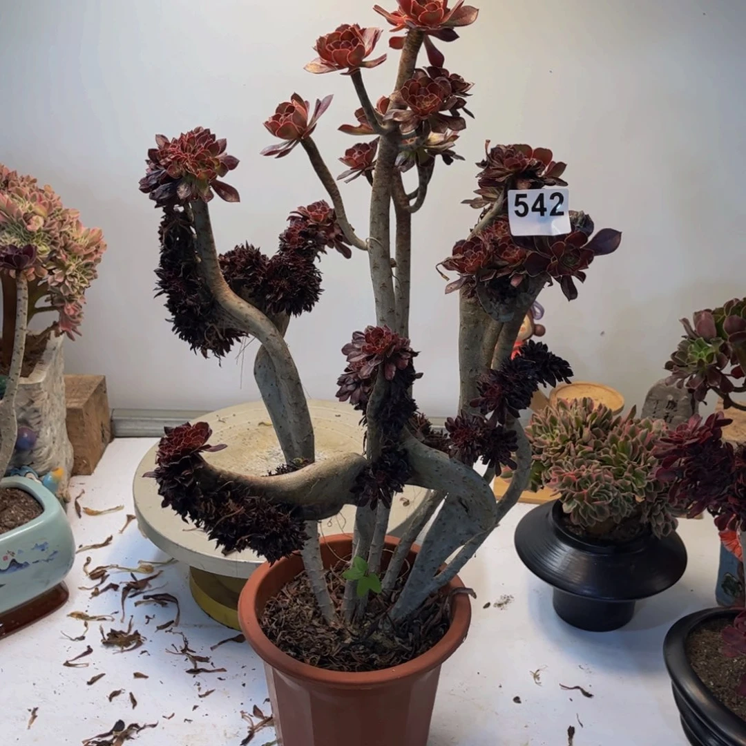 多肉植物黑法师缀542