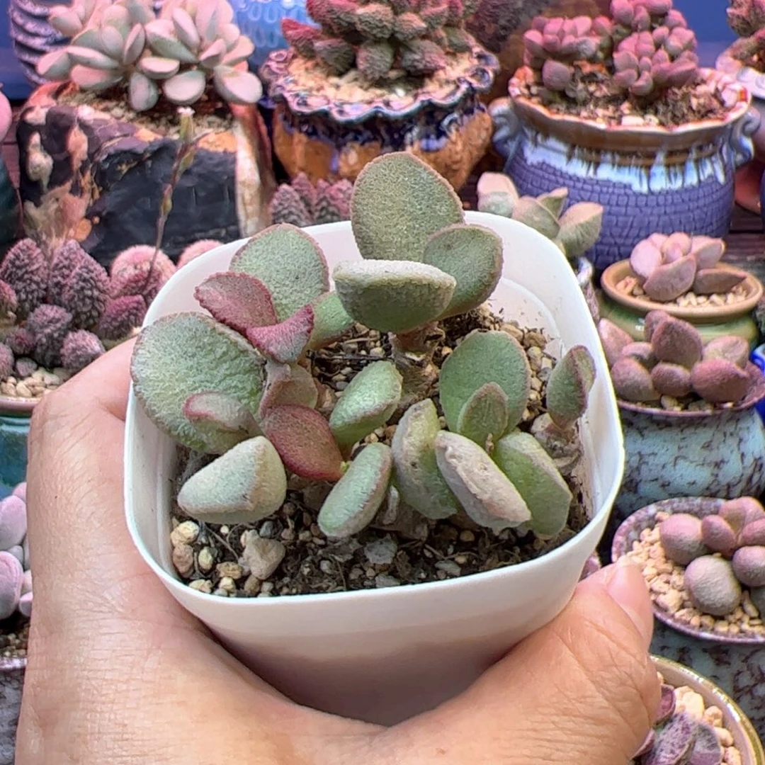 新***娘送盆。