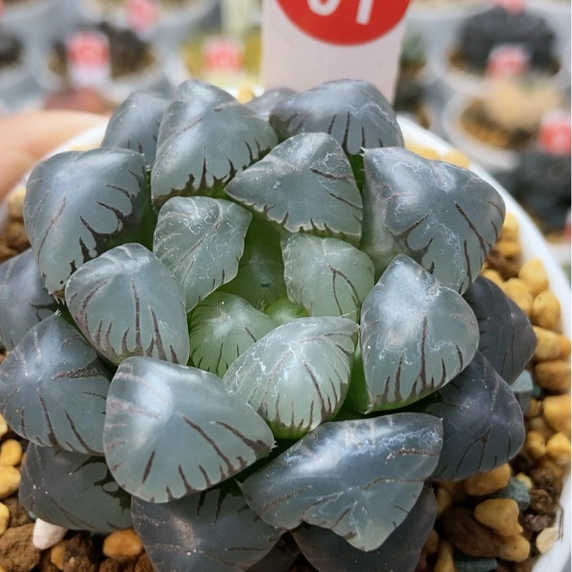 【闪购商品】冰灯91