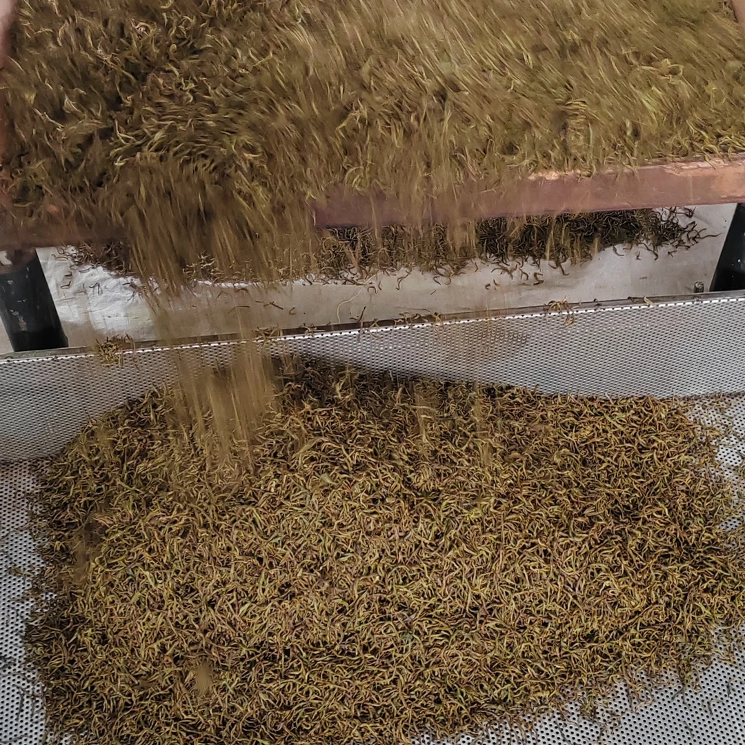 红茶叶2025新茶恩施硒红茶利川红芽红特级花蜜香散装批发原产直供