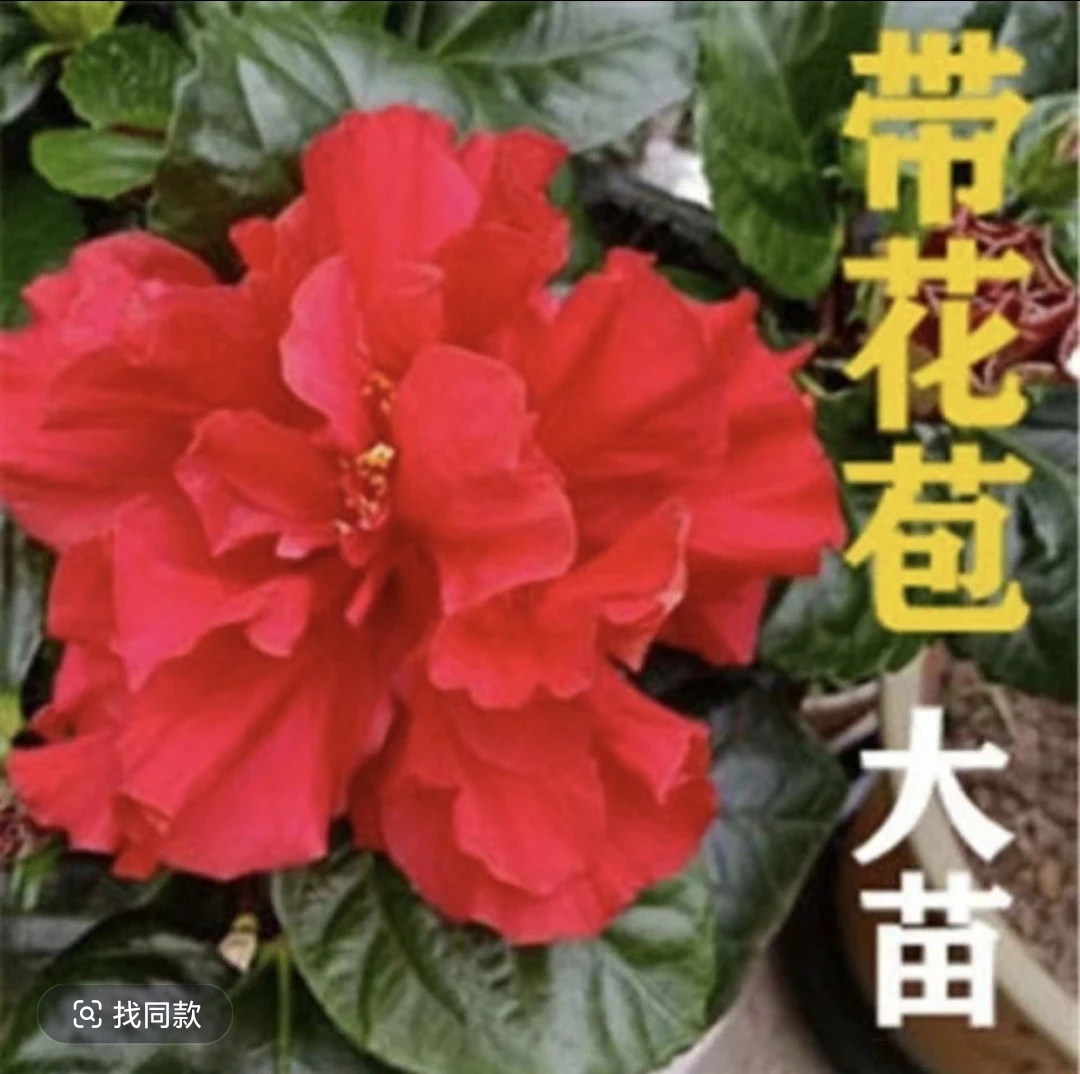 扶桑花盆栽重瓣朱槿木槿花大苗花卉四季易活绿植阳台庭院种植